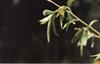 Bach Guldpil (Willow)